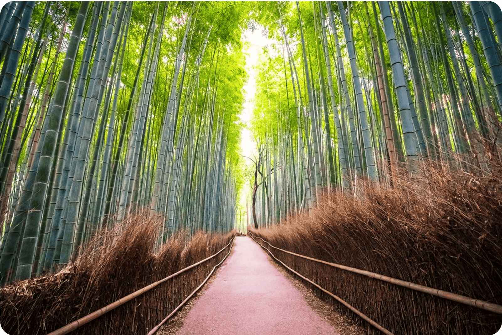 Main scenic view - bamboo forest path